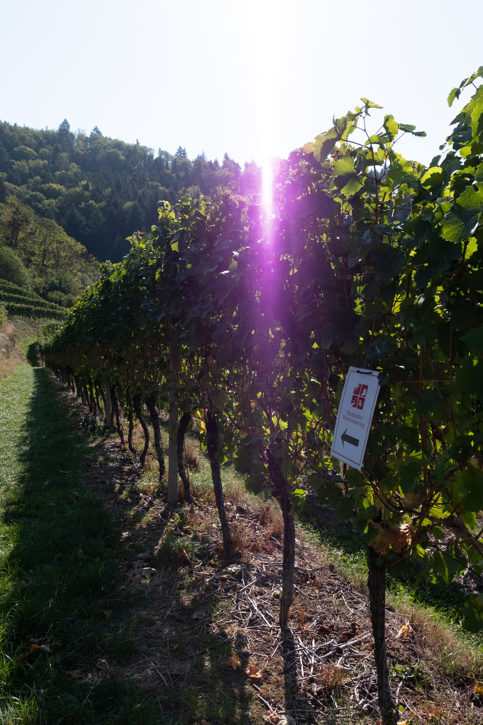 Kulinarische Weinwanderung Kulinarische Weinwanderung